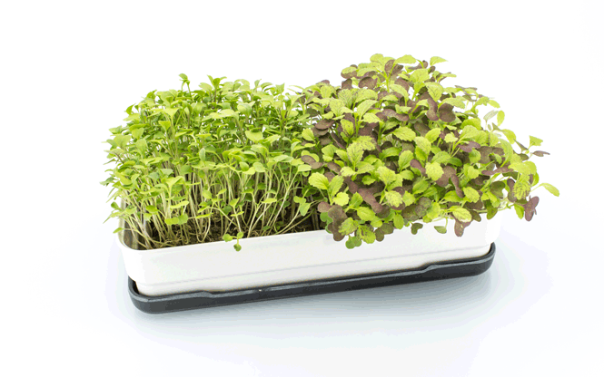 Microgreens - Starter Kit