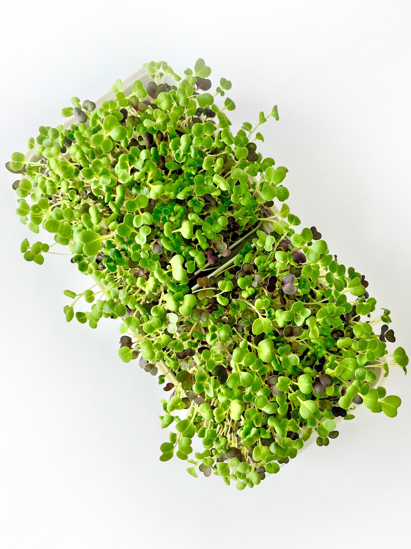 Microgreens REFILL packs