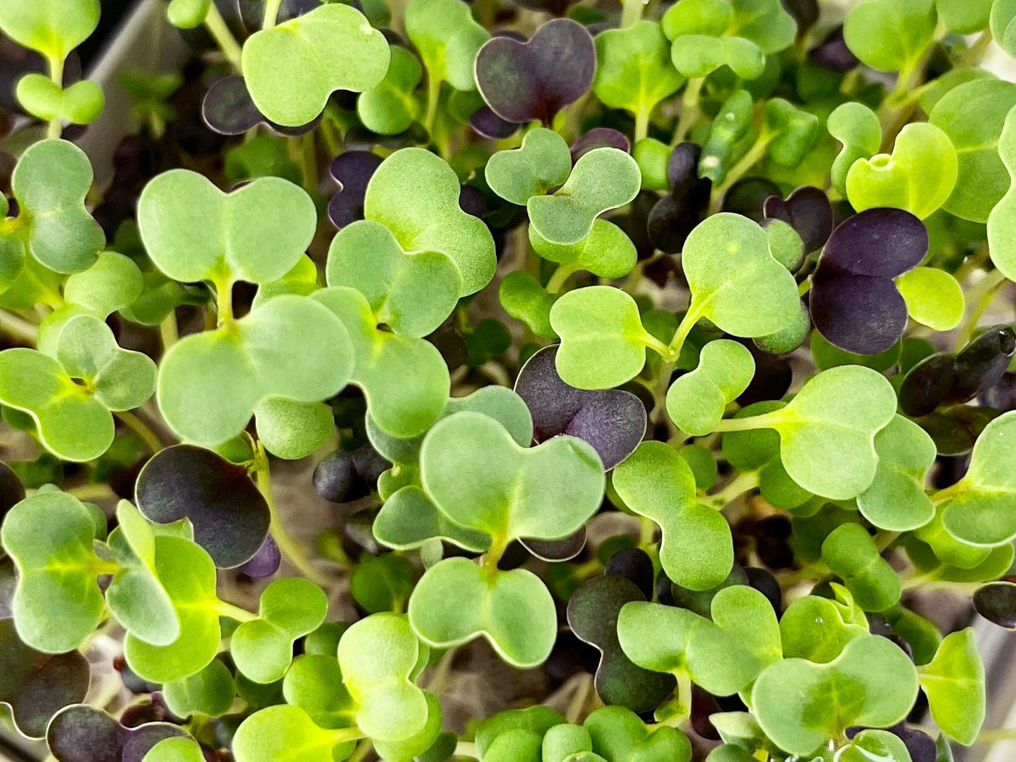 Microgreens REFILL packs