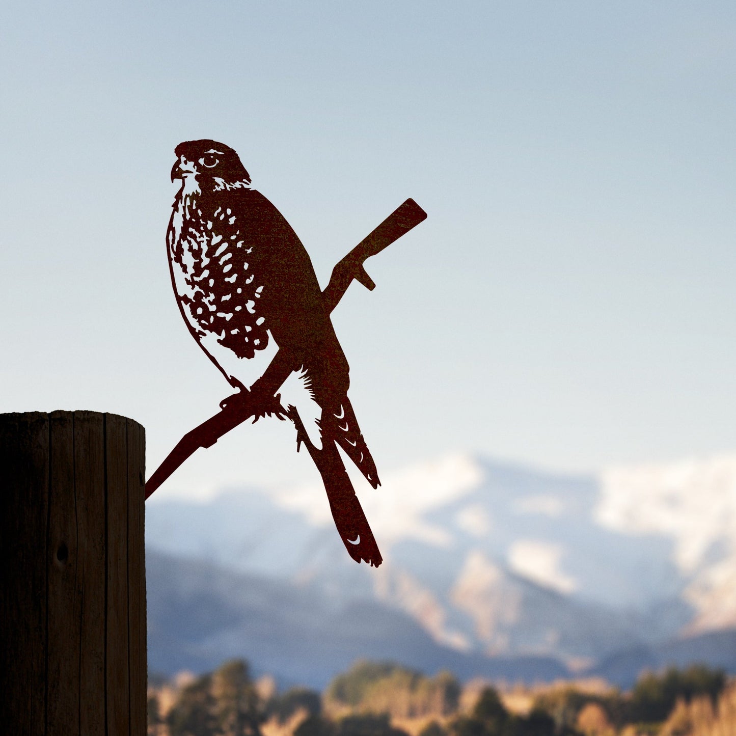 Karearea/New Zealand Falcon